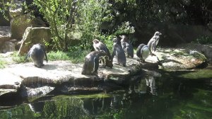 Берлинский зоопарк. Пингвины