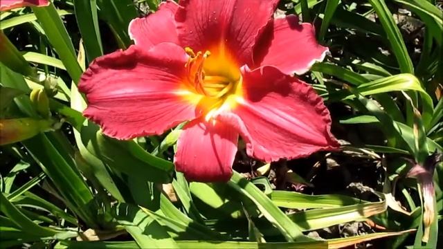 Чарльз Джонсон лилейник крупноцветковый смотреть онлайн