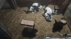 Кролики Мясного Направления в Сарае в Вольере Содержание просто Класс🐰