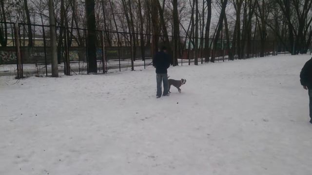 Лютик ЗКС