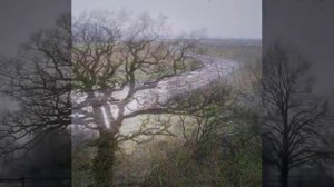 То не ветер ветку клонит