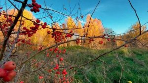 Дикая яблоня