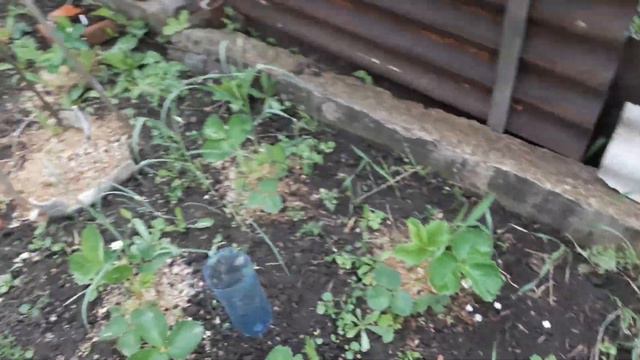 Инжир после зимы минус 25*. Харьков смотреть онлайн