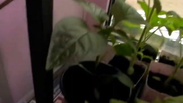 Выращивание рассады томатов и перцев. Уход,подсветка и подкормка. смотреть онлайн