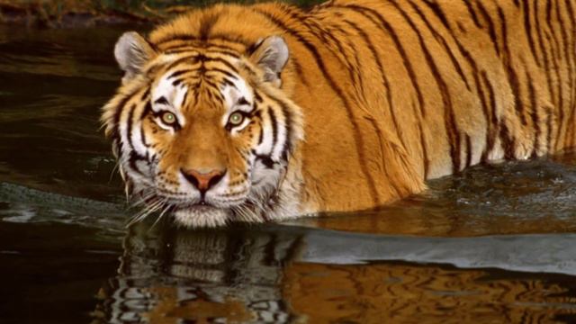 Большие кошки смотреть онлайн