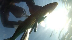 Подводная охота Черное Море 11.05.2014