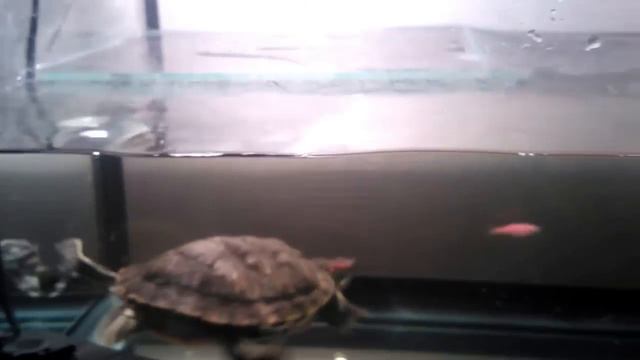 Черепаха vs рыбка смотреть онлайн