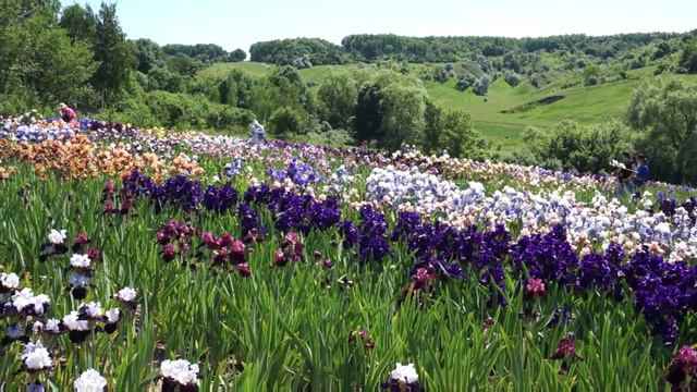 00067 смотреть онлайн