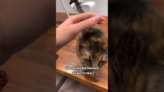 Кошка Радужка в поисках дома🙏🏻