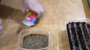 Львиный зев на срезку и карликовый. ?????ПОСЕВ.