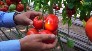 Самый выносливый и высокоурожайный томат / Максин F1