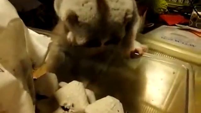 смешные лемуры7 смотреть онлайн