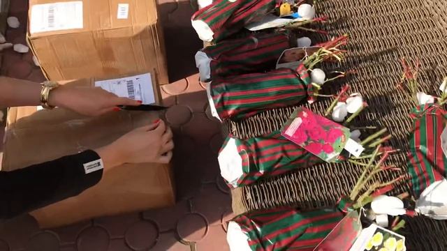 САЖЕНЦЫ РОЗ ИЗ «ПОДВОРЬЯ» КУПИЛА 1 000 РУБЛЕЙ ЗА РОЗУ.