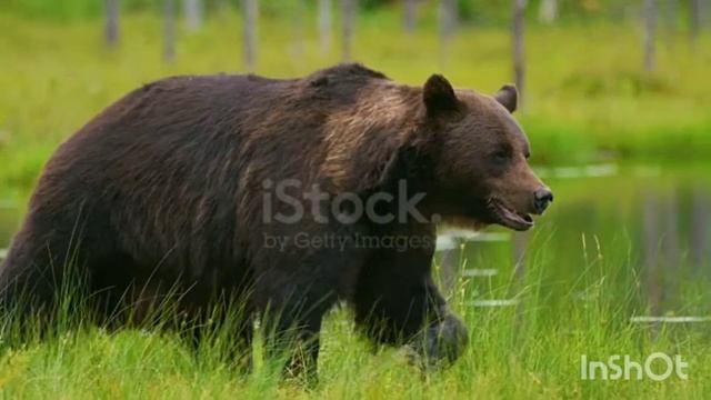 Дикие животные и птицы Казахстана часть 1 смотреть онлайн
