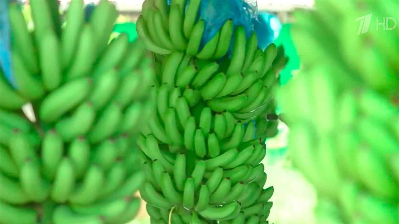 В Россельхознадзоре заверили, что проблем с бананами в России нет и не будет