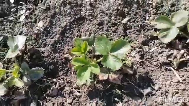 Оджахури в казане на костре. Оджахури национальное грузинское блюдо."