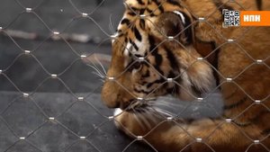 Корма для наших хвостиков