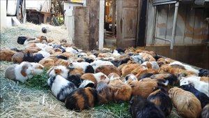 Guinea Pig Herd