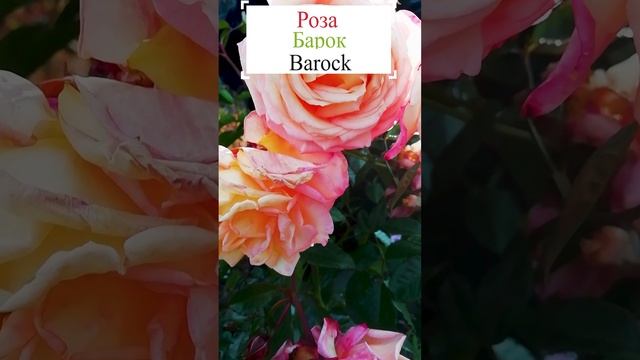 Роза Барок (Barock).?