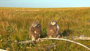 Таймырский заповедник