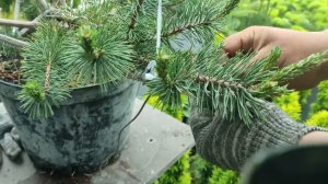 формируем сосну ватерери.работо по прищипывание свечек у сосны .