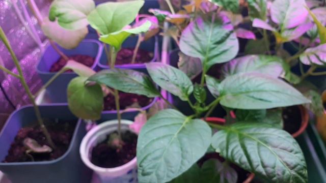 Опять тля, да что же это такое?! смотреть онлайн