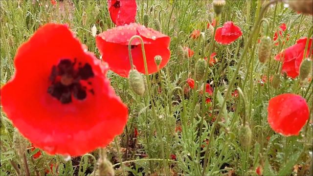 기다림은 .........정연수곡 최은희연주 смотреть онлайн
