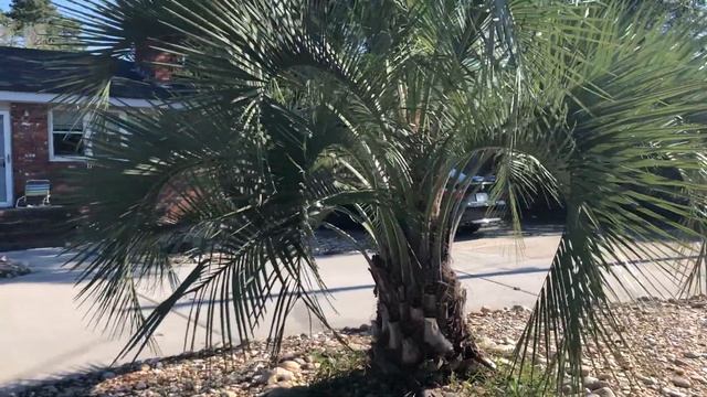 Palm Review: Pindo Palm (Butia Capitata) смотреть онлайн