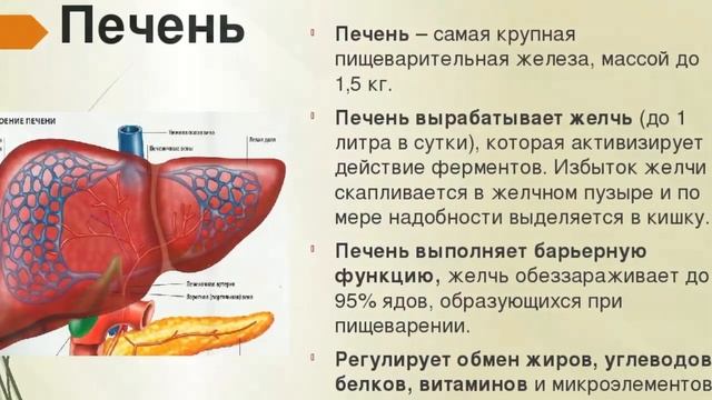 Строение печени схема