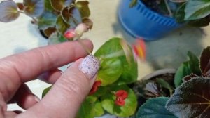 Разница между вегетативным и семенным сортами вечноцветущей бегонии. Мои наблюдения.