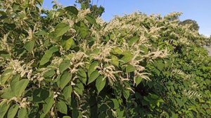 Рейнутрия японская (Могилев)