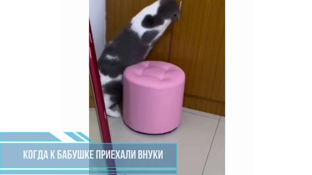 Когда к бабушке приехали внуки смотреть онлайн