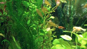 Аква релакс! Аквариум 200 литров с рыбками и растениями на продажу.