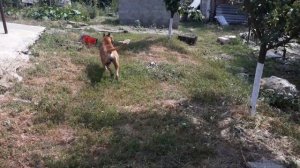 Как узнать если собака беременна, беременность у собаки день 1. Амстафф в деле.