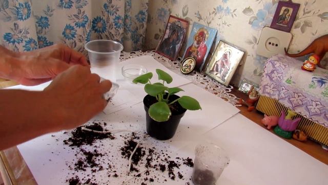 Пересадка деток фиалок в больший горшочек смотреть онлайн