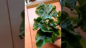 Филодендрон Атом.