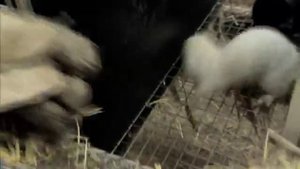 Клетка для содержания норки