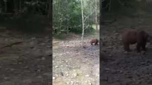 медведи в Брянской области