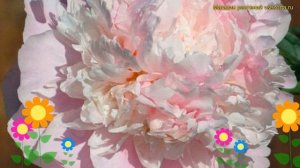 Пион молочноцветковый Мадам Де Ур. Краткий обзор, описание paeonia lactiflora Madame d"Hour