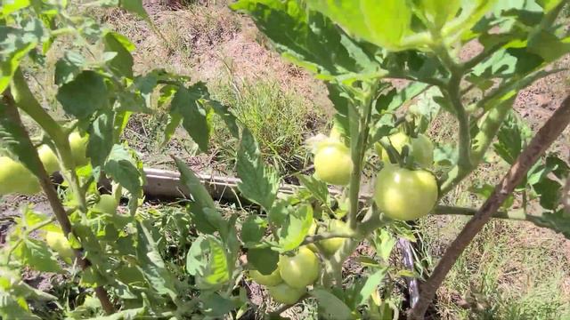 Поздние переселенцы на Даче получили подарки от соседей. Наш день. смотреть онлайн