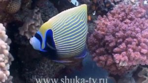 Рыбы бабочки Красного моря Butterflies Fish Red Sea