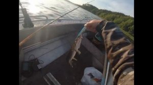 Подбор цвета воблера под условия на примере Тerve Suomi Обзор воблера