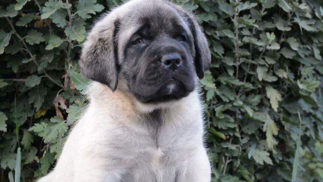 English Mastiff puppies / английский мастиф мальчик LAKI Grand Life Energy смотреть онлайн