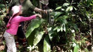 Та́кка цельноли́стная (Tacca integrifolia)