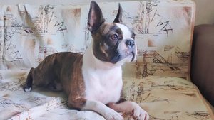 Показательные выступления в день города "Коряжма".