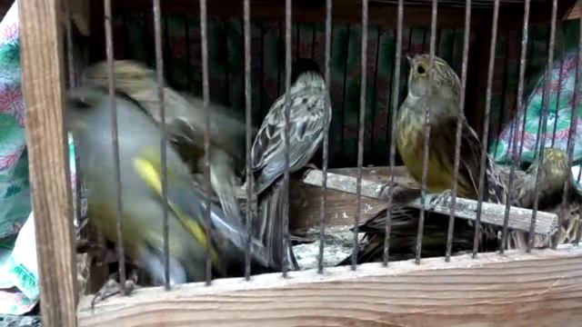 Овсянка обыкновенная,ловля на ОС(орнитологическую сеть)пролетка,паутина смотреть онлайн