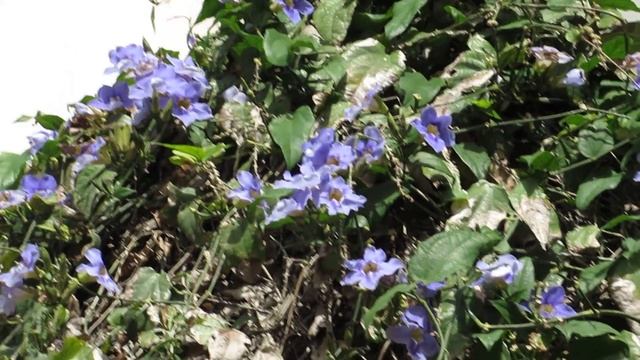 Тунбе́ргия крупноцветко́вая (лат. Thunbergia grandiflora) на Пальме!Кирьят-Моцкин.Израиль. смотреть онлайн