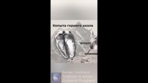 Как Козлы держаться на скалах.