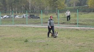 вельш корги кардиган АРНО 1_2 упр. (Лучший Защитник. 2015)