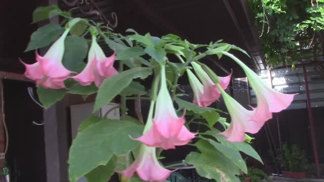 Бругмансия. Выращивание из черенка. mp4 смотреть онлайн